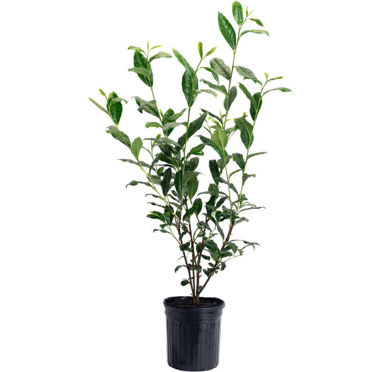 A potted variegated green and white variegated Tea plant in a black plastic nursery pot, isolated on a white background.