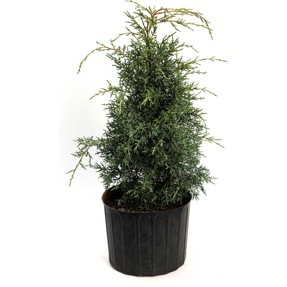 Young Carolina Sapphire Arizona Cypress in a black nursery pot on a white background.