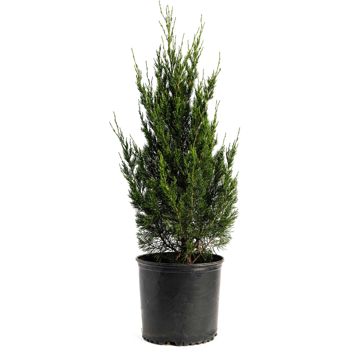 Young Spartan Juniper in a black nursery pot on a white background.