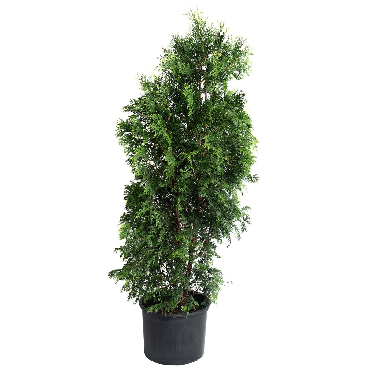 A young, narrow American Pillar Thuja tree with lush green foliage growing in a black plastic nursery pot against a clean white background.