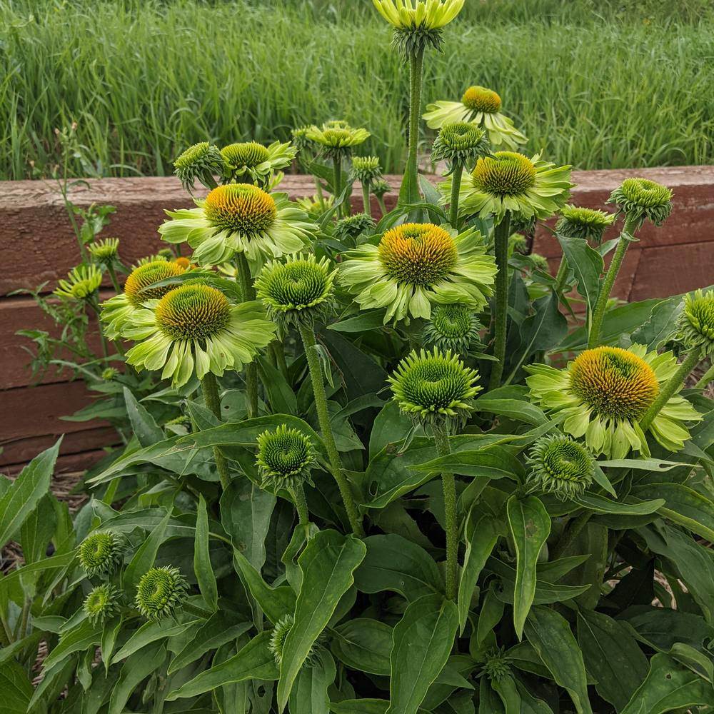 A bushy Alan's Pride echinacea plant blooming with lime-green flowers in a garden.