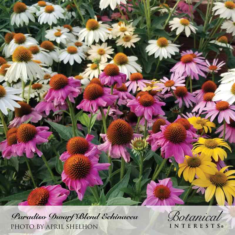 Cluster of Paradiso Dwarf Blend echinacea in full bloom, showing coneflowers with domed orange-brown centers in white, pink, magenta, and yellow petal colors amid green foliage; text names the variety and photographer.