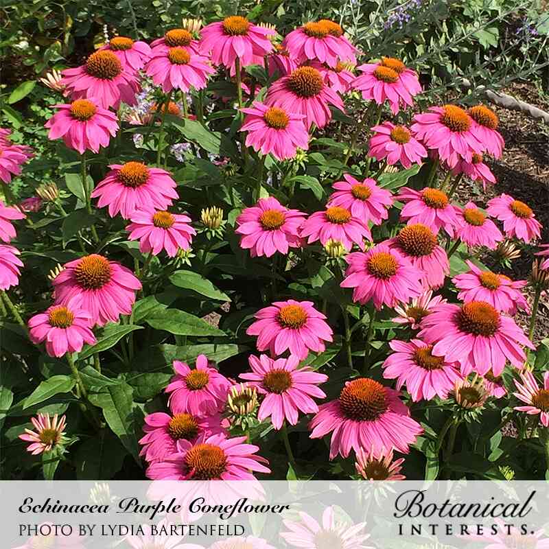 A dense cluster of purple coneflowers with pink, downward-curving petals and rounded orange-brown centers blooms among green foliage in a sunlit garden bed; text below reads "Echinacea Purple Coneflower" with photo credit and the Botanical Interests logo.