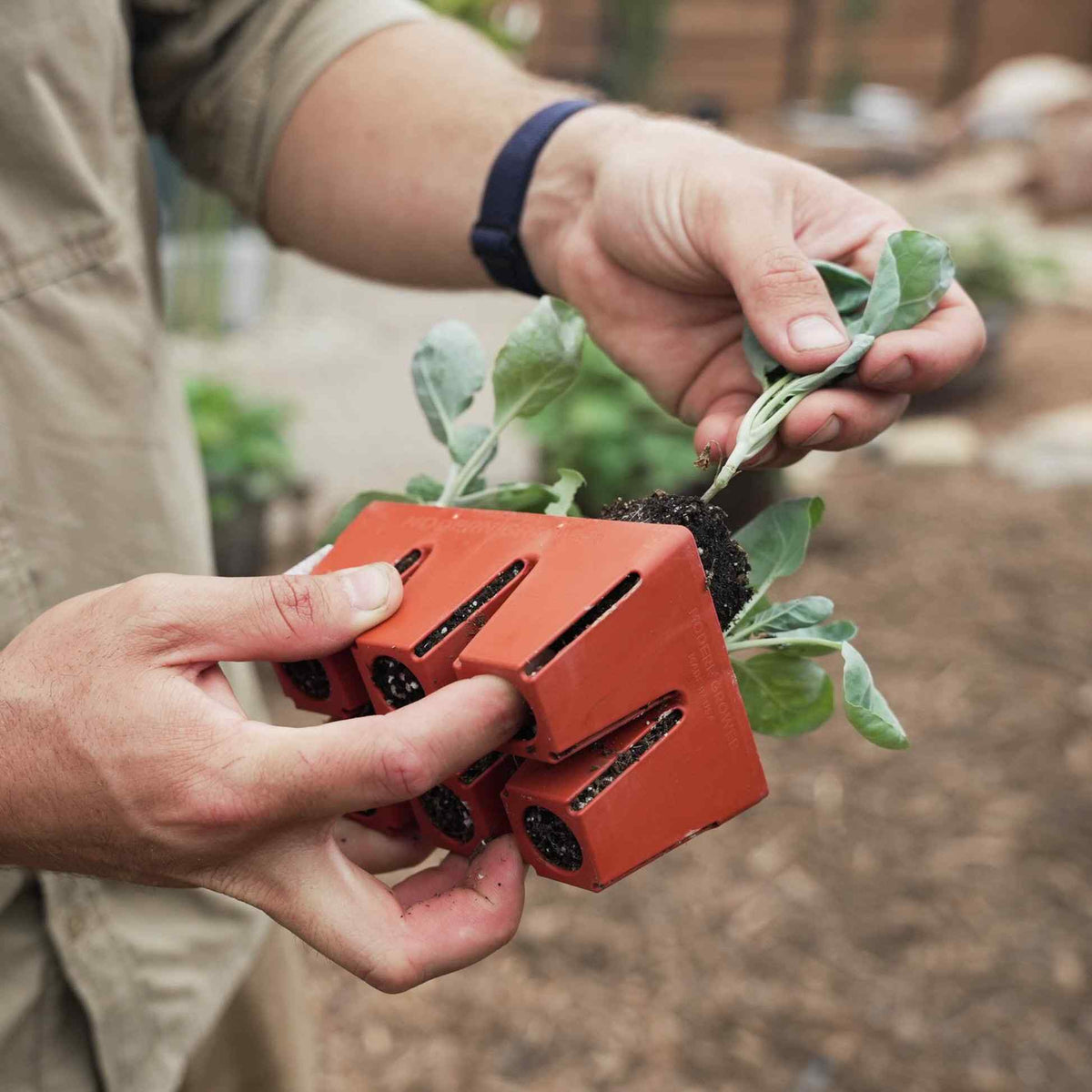 A gardener pulls a leafy seedling, roots and soil intact, from an orange six-cell seed starting tray held in the other hand.