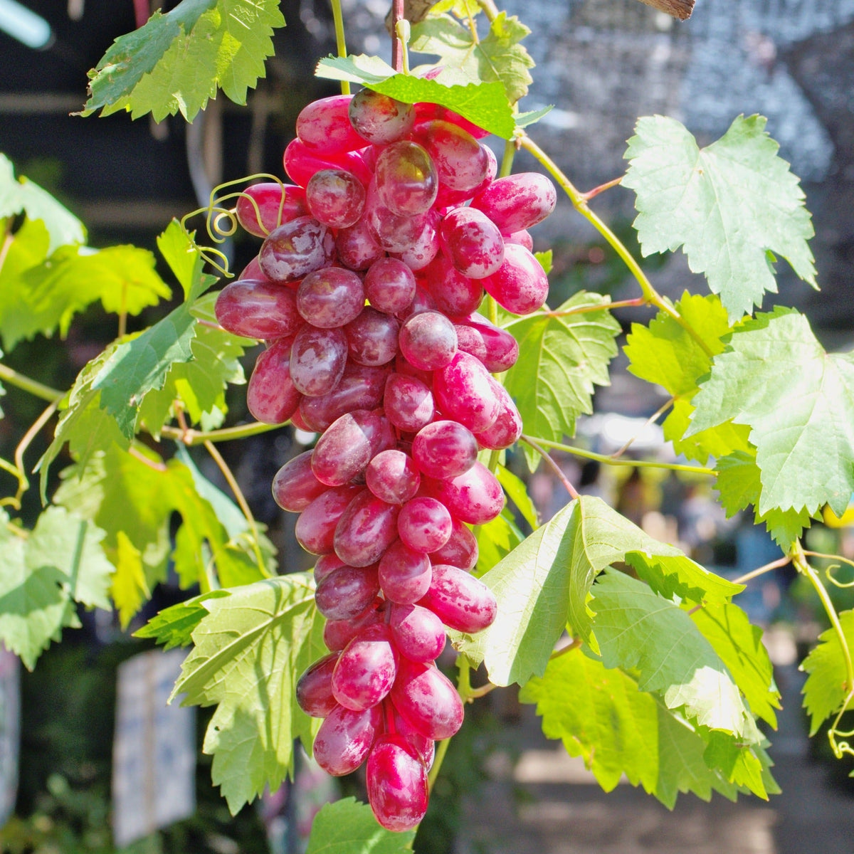 Close-up view of a large cluster of ripe, vibrant red Flame Seedless grapes hanging from a grapevine surrounded by broad green leaves.