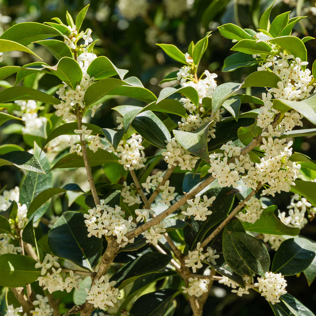 Close-up of a Fragrant Tea Olive Tree branch with green leaves and small white flowers.