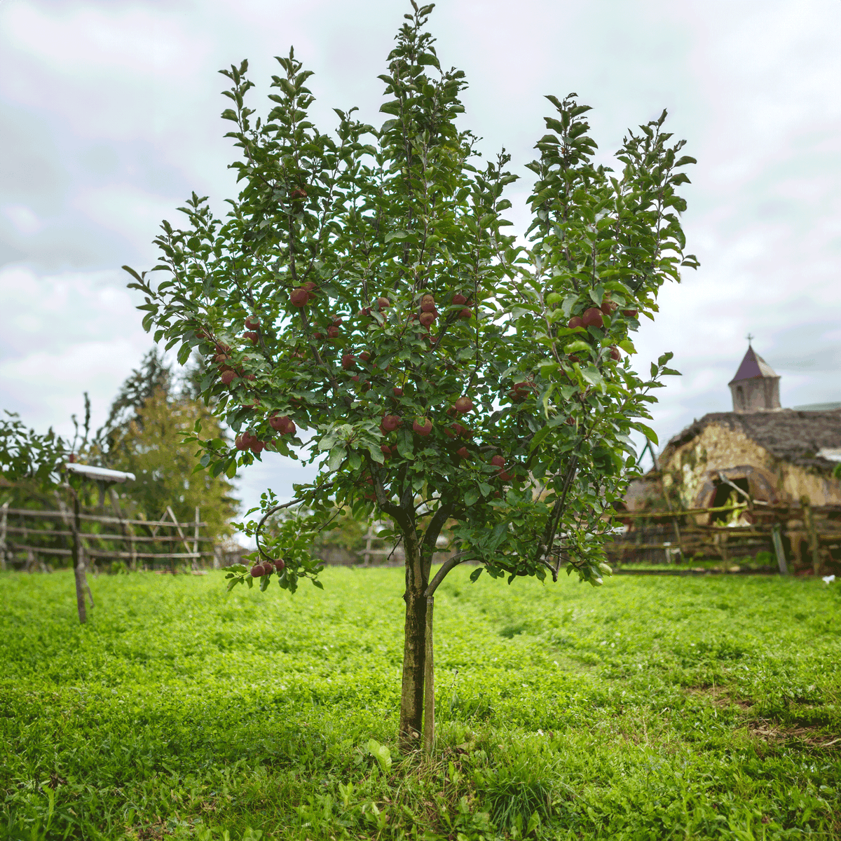 Mature Fuji Apple Tree bearing red apples in a grassy yard.