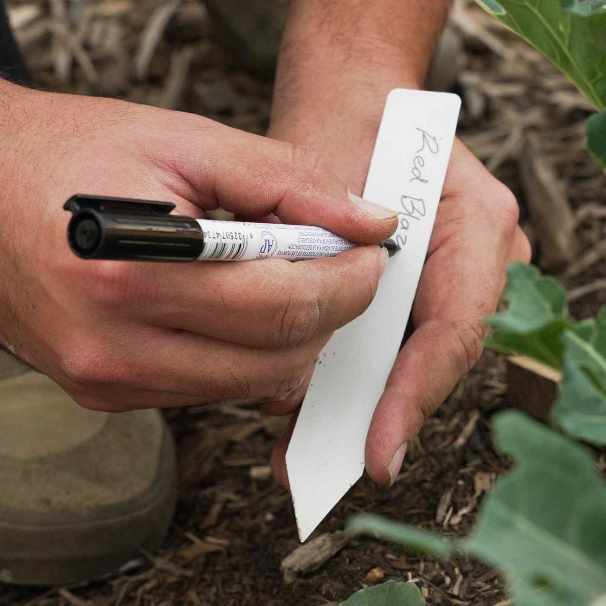 Close-up of a hand using a black garden marker pen to write a partly visible plant name on a white plastic plant label, held over soil beside leafy seedlings.