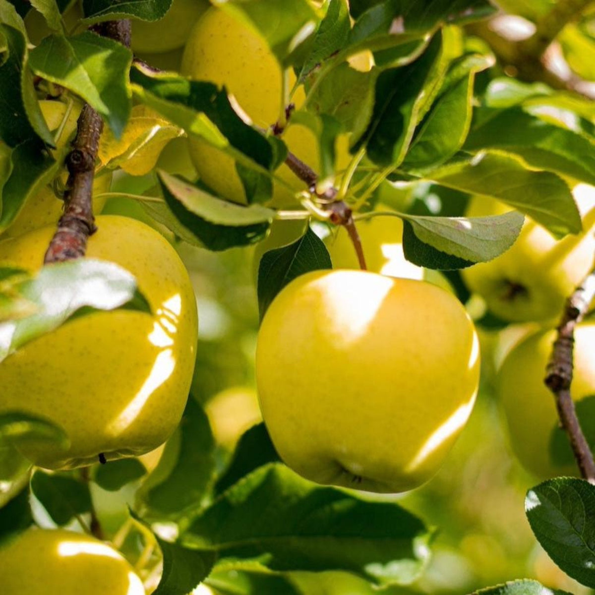 Ripe yellow Golden Treat apples hanging on a leafy tree branch.