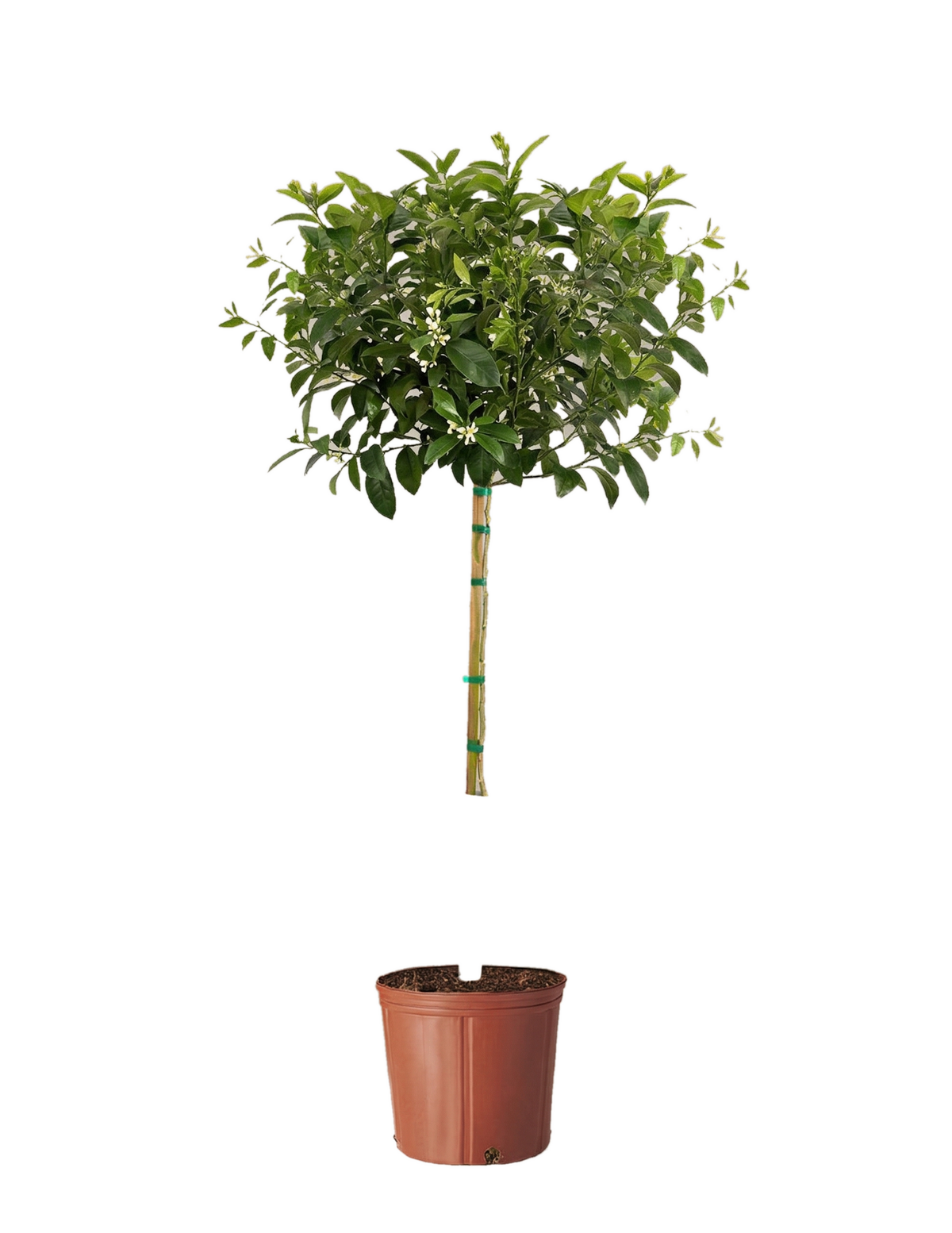 Potted Improved Meyer Lemon sapling with green foliage and white blossoms on a white background.