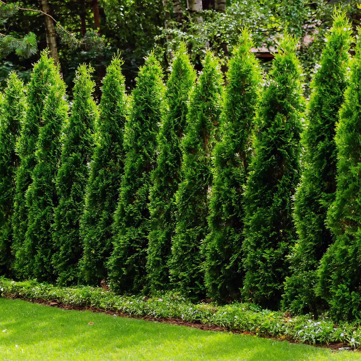 Row of tall Junior Giant Thuja trees planted as a privacy screen.