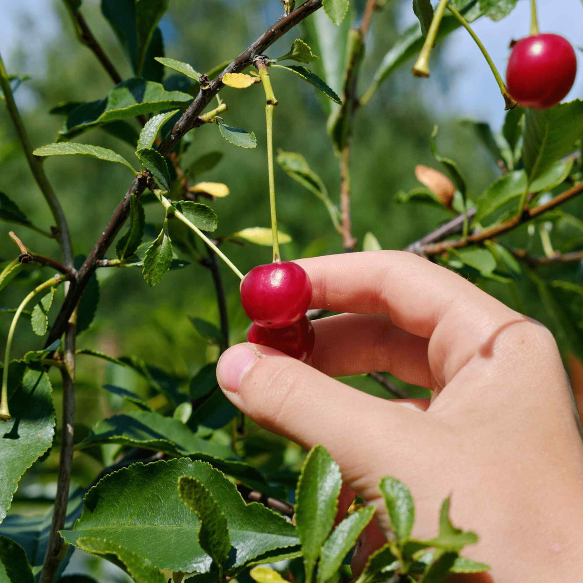 Close-up of a hand picking a ripe red cherry from a leafy branch of a Lapins Cherry Tree outdoors.