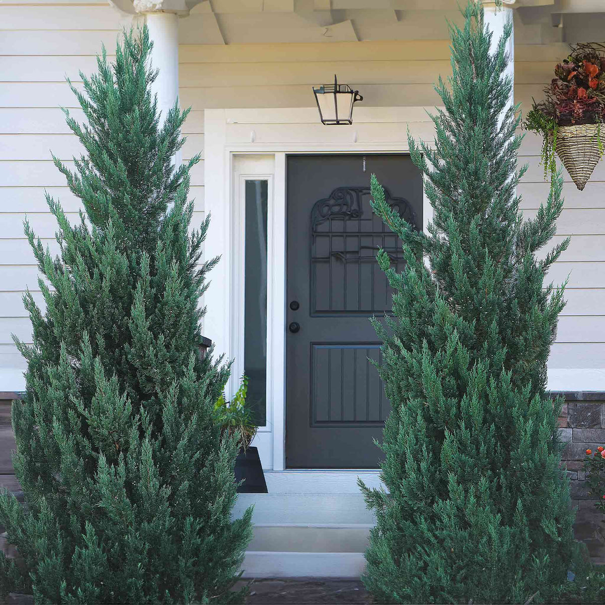 Two tall, narrow Moonglow Juniper trees with dense silvery-blue foliage framing a dark grey front door on a home porch.