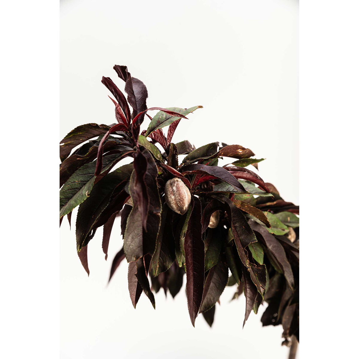 Dark green leaves of Bonfire Patio Peach plant with red edges on a white background