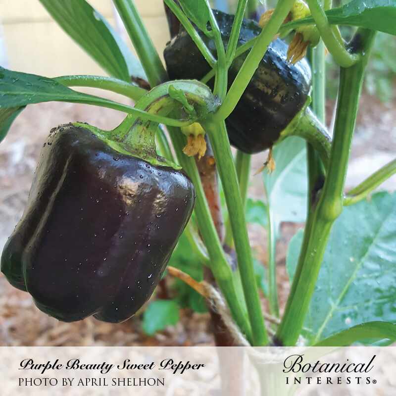 Two glossy dark purple bell peppers with water droplets hang from a leafy plant, still attached with dried blossom ends visible, growing outdoors in mulched soil.