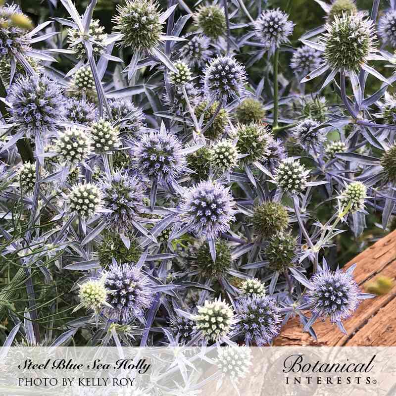 Close-up of steel blue sea holly, its spiky, thistle-like flower heads and jagged silvery-blue bracts clustered densely together, some blooms still greenish before fully coloring, with the Botanical Interests label and photo credit shown at the bottom.