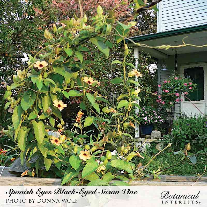 Spanish Eyes black-eyed susan vine climbing a trellis by a porch, its pale yellow-orange flowers with dark brown centers scattered among heart-shaped leaves, with a house and garden plantings visible behind, text names the plant and photographer.