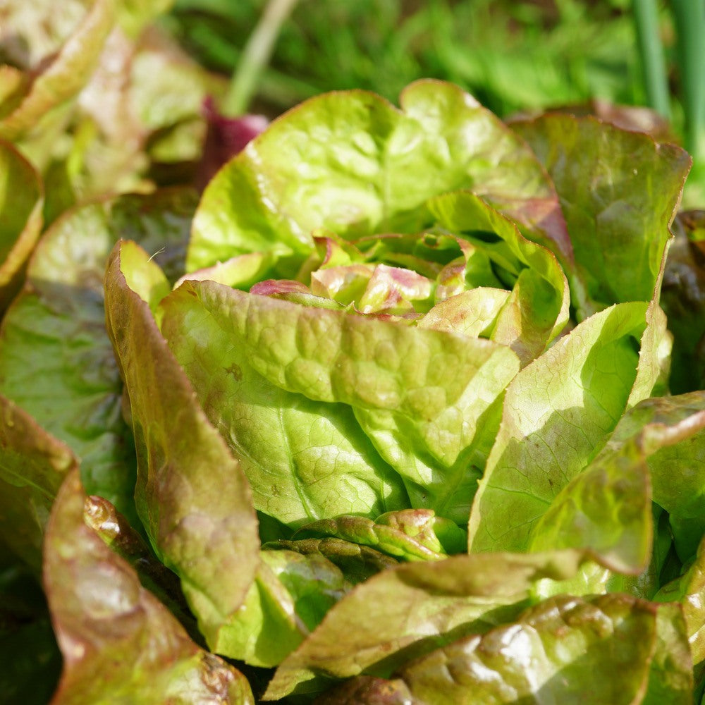 Close-up of a head of Australe Butterhead Lettuce growing in the garden, featuring bright green upright leaves with bronze tips.