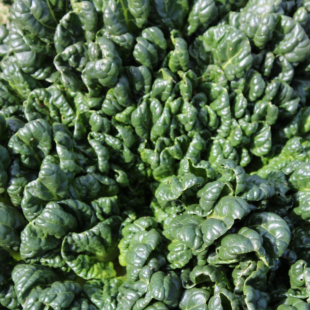 Close-up overhead photo of dark green, crinkled, savoyed Bloomsdale spinach leaves filling the frame.