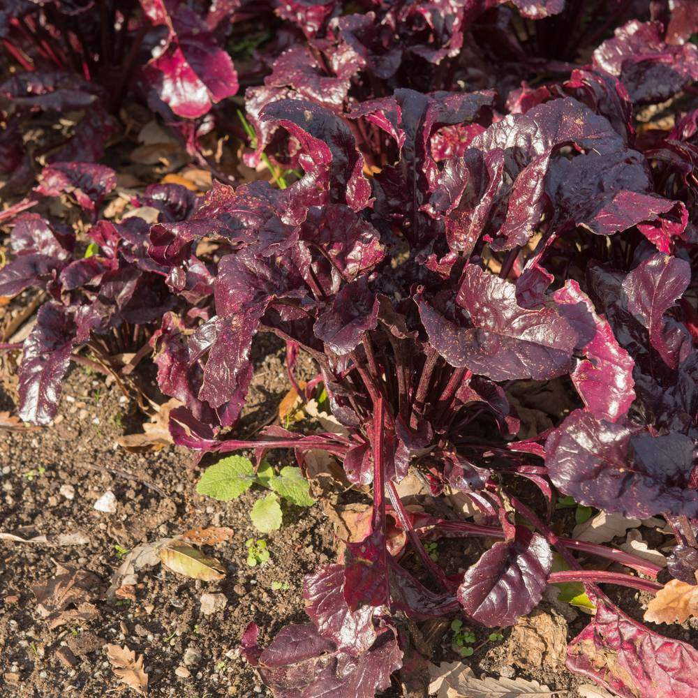 Bull's Blood beet plant with deep crimson-purple, glossy crinkled leaves growing in a rosette from dark soil scattered with dry leaves and small weed seedlings.