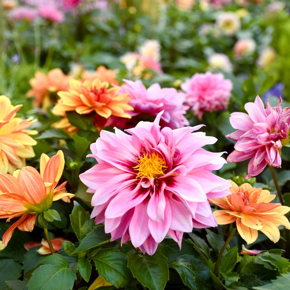 A close-up of double-flowered dahlia blooms in a mixed bed, with a large pink and dark-red centred flower in sharp focus surrounded by orange, yellow and pink blooms fading into a blurred green background.