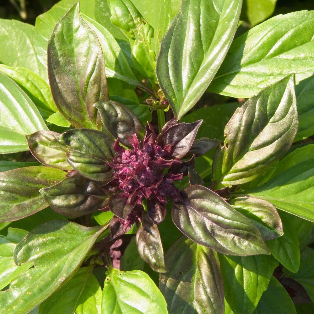 Overhead view of a cardinal basil plant showing deep purple flower buds emerging at the centre, surrounded by glossy green leaves tinged with bronze-purple at the edges.