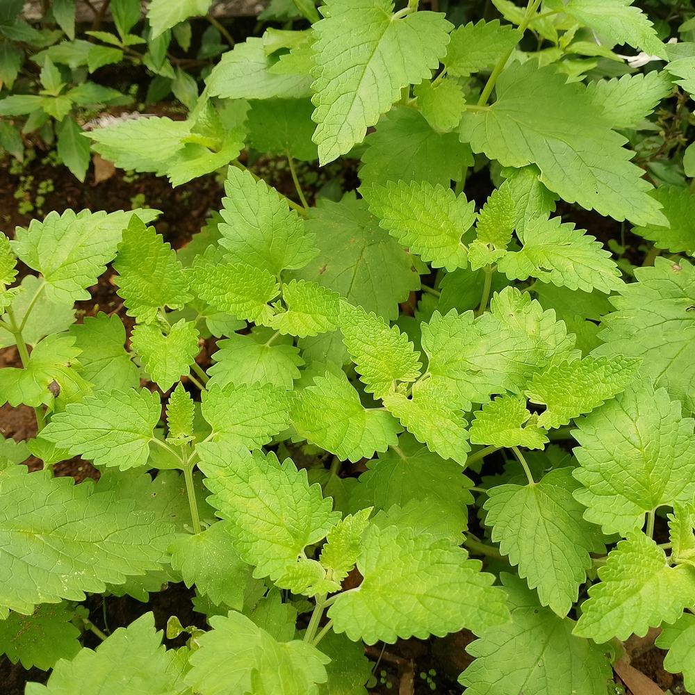 Close-up photo of dense, vibrant green catnip plants with textured, heart-shaped serrated leaves growing in soil.