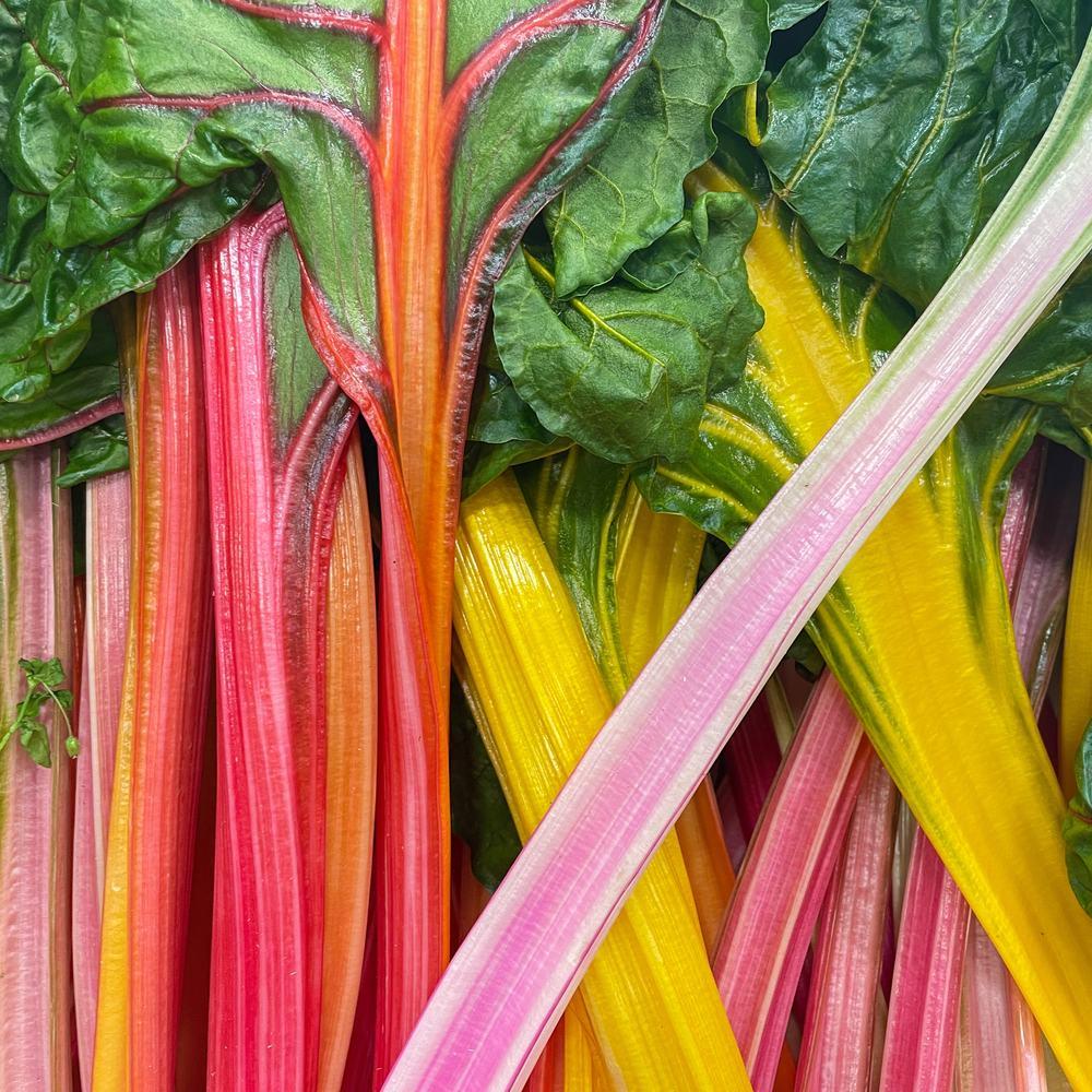 Close-up of harvested rainbow Swiss chard showing glossy dark green leaves atop a bundle of vividly coloured stalks in shades of pink, orange, yellow, and white, their veins radiating up into the leaf blades.