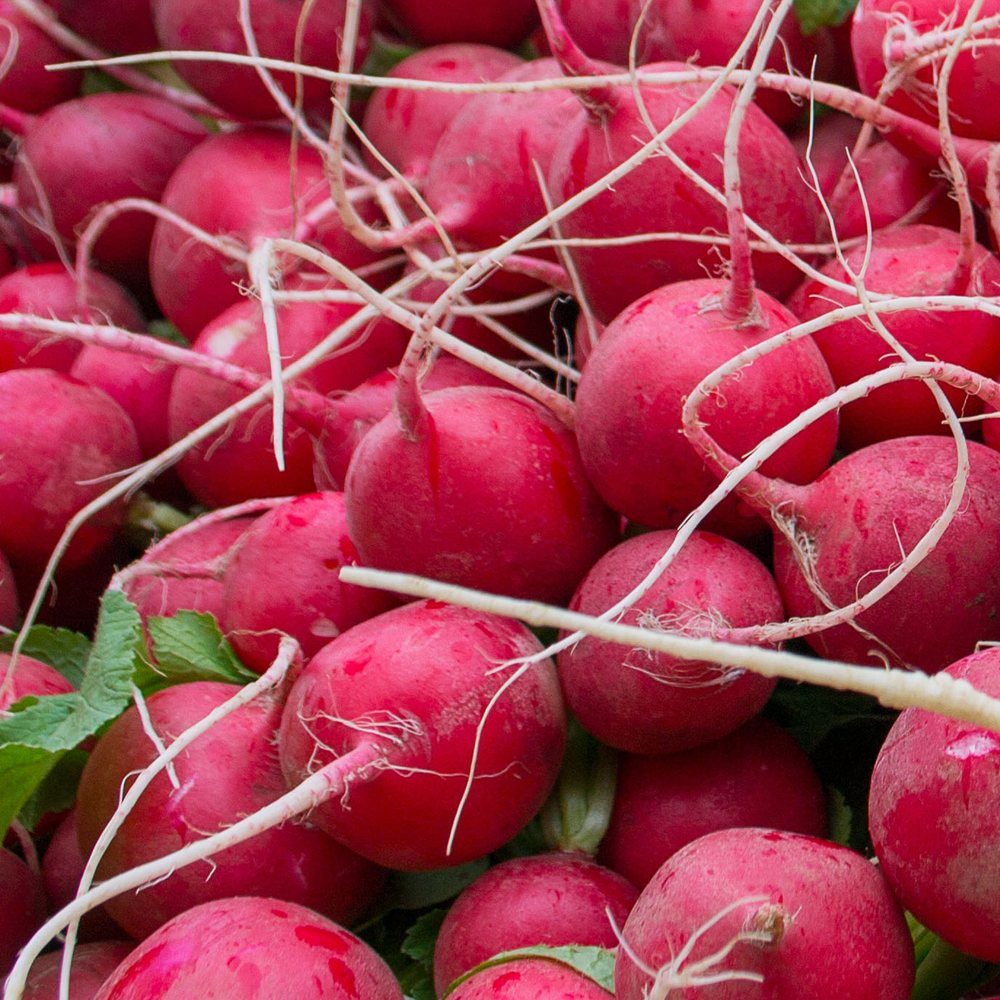 Close-up photo of fresh, bright red Cherry Belle radishes with long white taproots and green leaves.