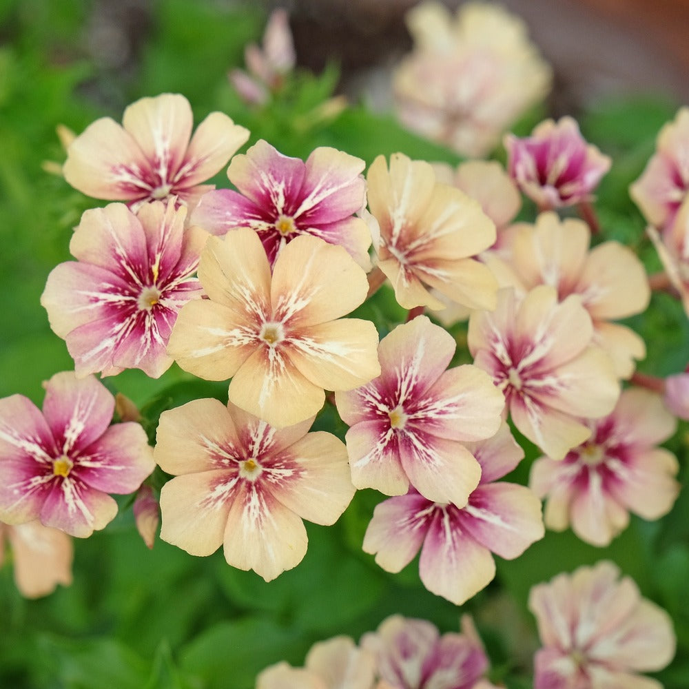 Close-up view of vibrant Cherry Caramel phlox flowers blooming with creamy beige-to-pink petals and star-shaped cherry-red centers against leafy green foliage.
