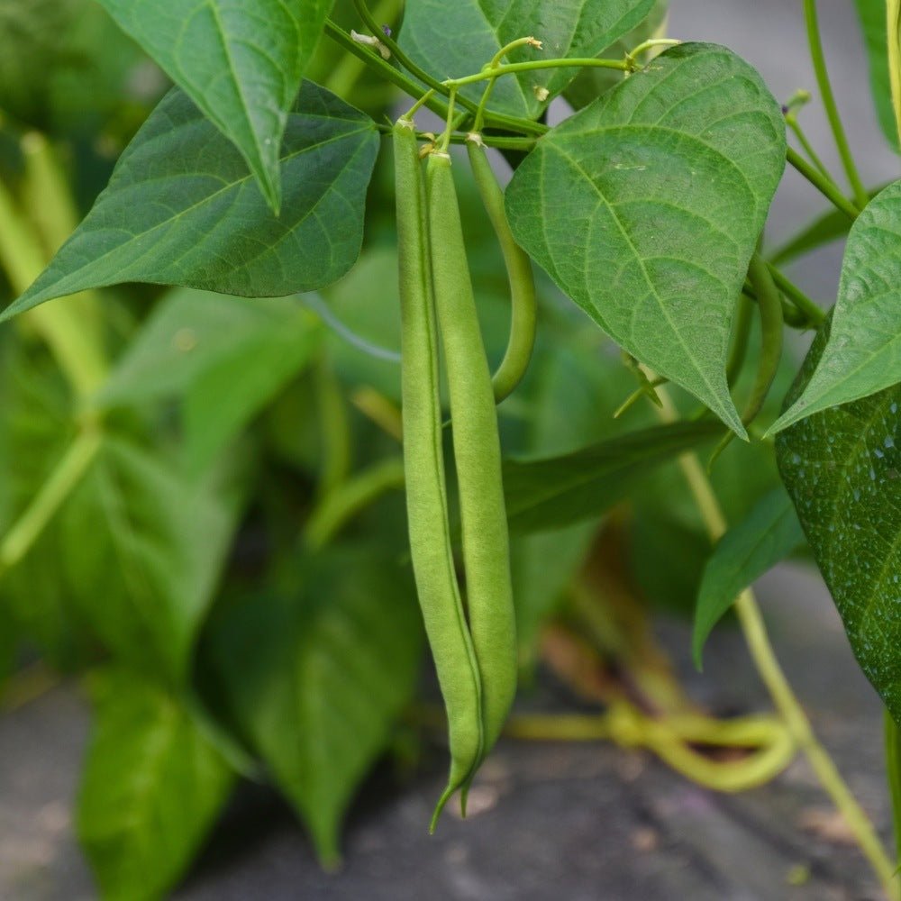 Close-up of slender green bush bean pods hanging in pairs from a leafy vine, surrounded by broad heart-shaped leaves in a garden setting.