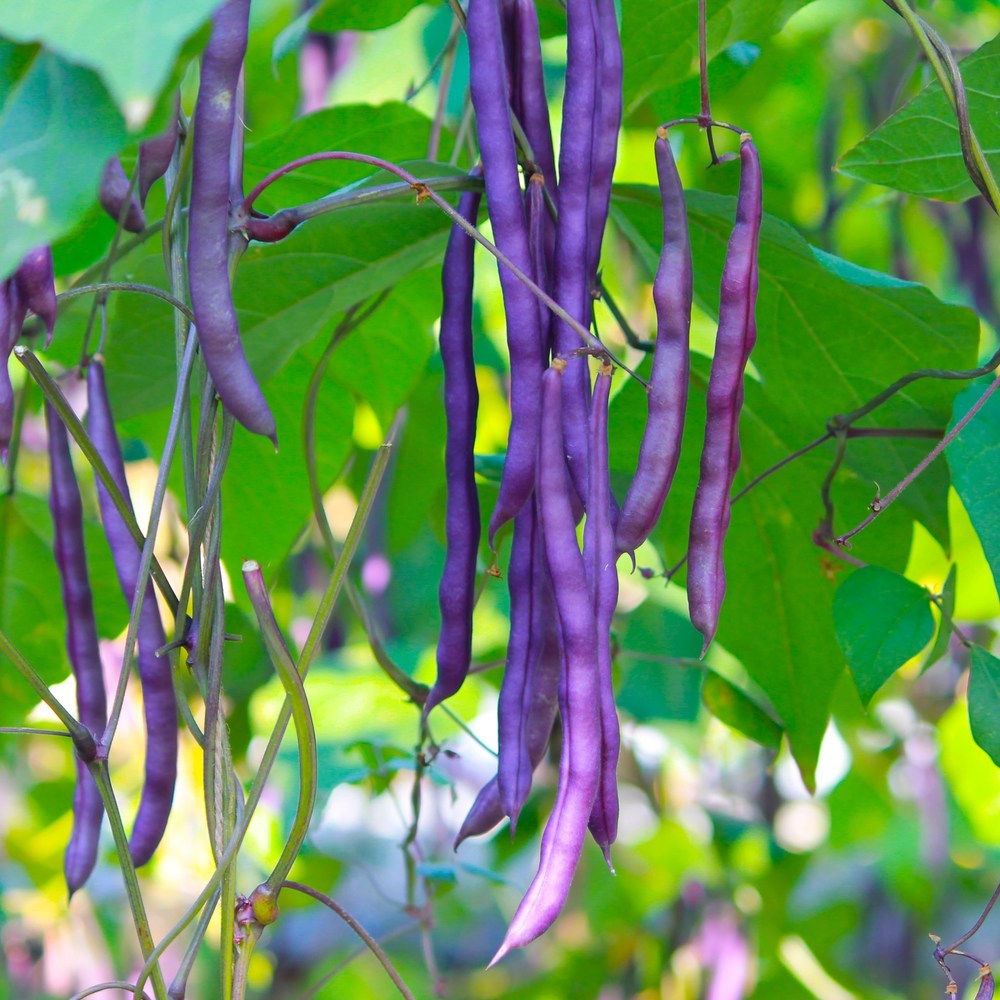 Clusters of long, slender purple cowpea bean pods hang from vines amid broad green leaves, their curved shapes overlapping against a softly blurred garden backdrop.