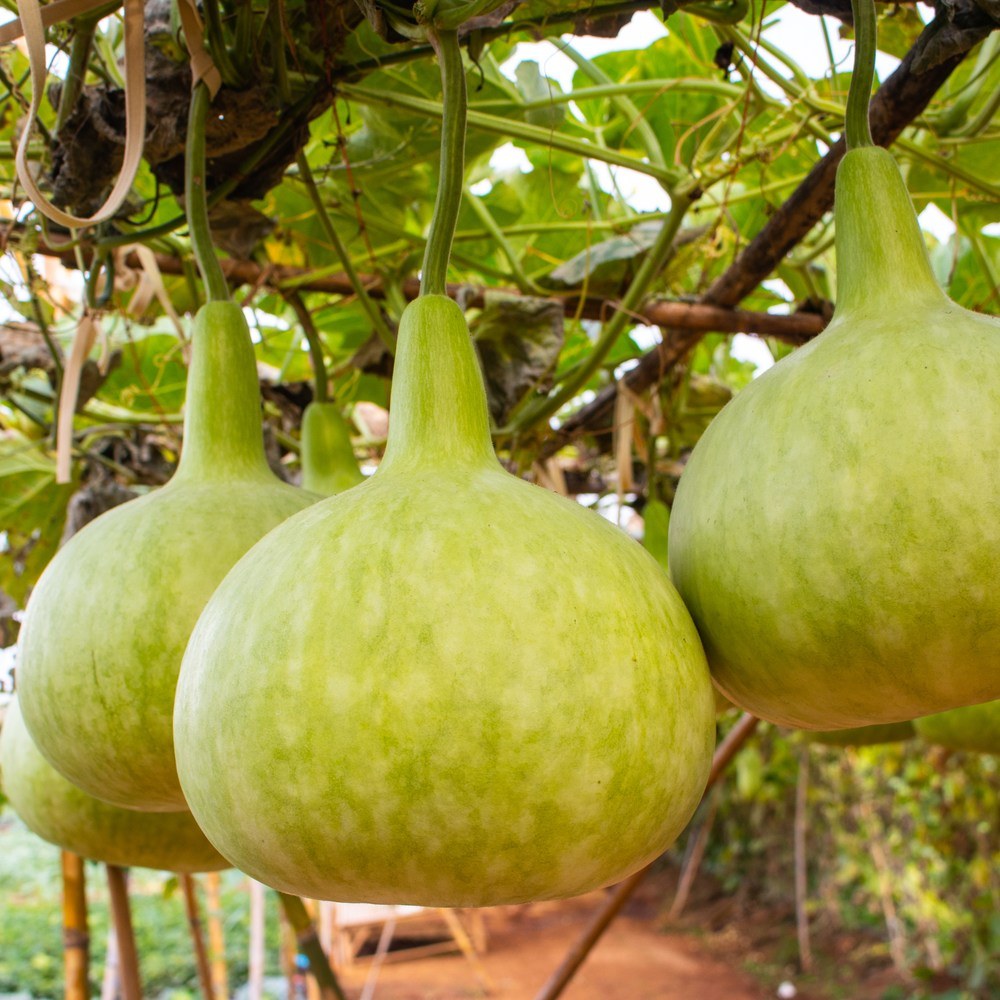 Several bulbous, bottle-shaped Corsican gourds with pale green mottled skin hang by their curved necks from a leafy vine on an overhead trellis, with a garden path visible below.