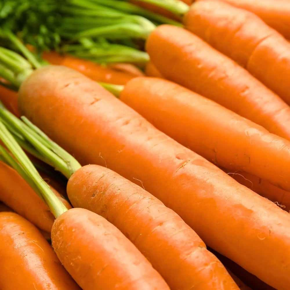 Close-up photo of fresh, harvested Danvers 126 carrots with bright green leafy tops, for Danvers 126 Carrot Seeds.