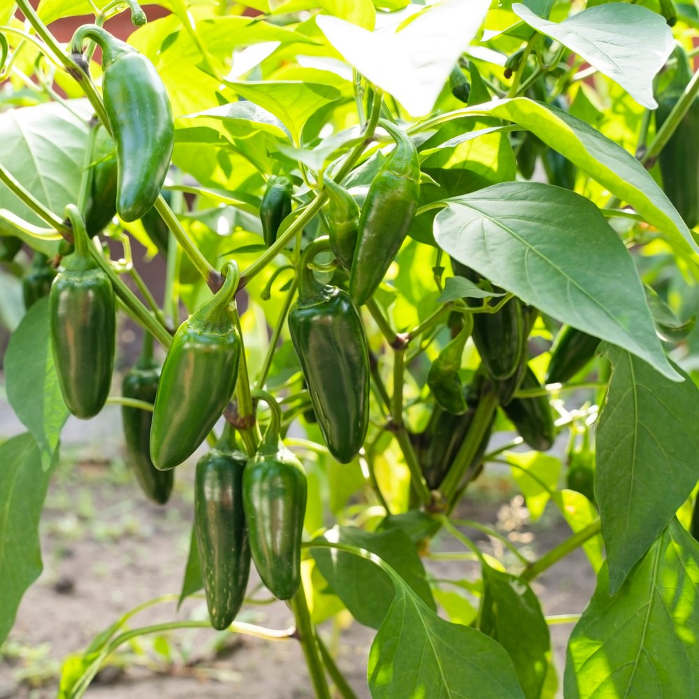 Clusters of glossy dark green jalapeño peppers with tapered, curved tips hang from a leafy pepper plant growing outdoors in sunlit garden soil.