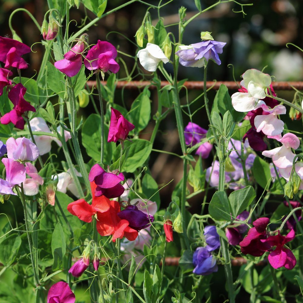 Sweet pea vines climbing a rusted wire trellis, their ruffled flowers in a mix of magenta, red, white, lavender and purple, curling tendrils weaving through the green foliage.