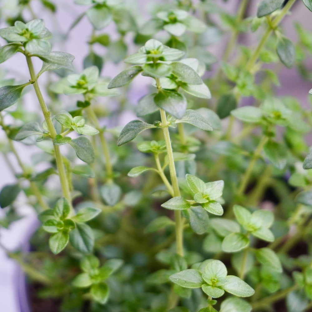 Close-up of young thyme plants showing upright pale green stems with small paired oval leaves, growing densely in a pot.