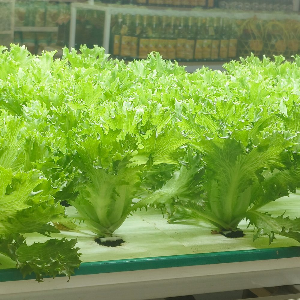 Rows of frilly-edged green leaf lettuce plants with pale stems growing through holes in a white hydroponic channel, shelves of bottled products visible blurred in the background.