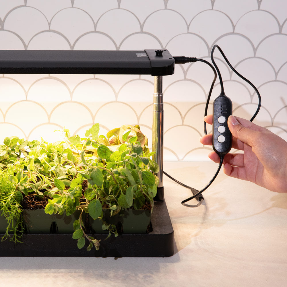 A hand adjusts the low, medium, and high buttons on the corded controller of an indoor grow light, which illuminates a black tray of leafy seedlings and herbs on a kitchen countertop.