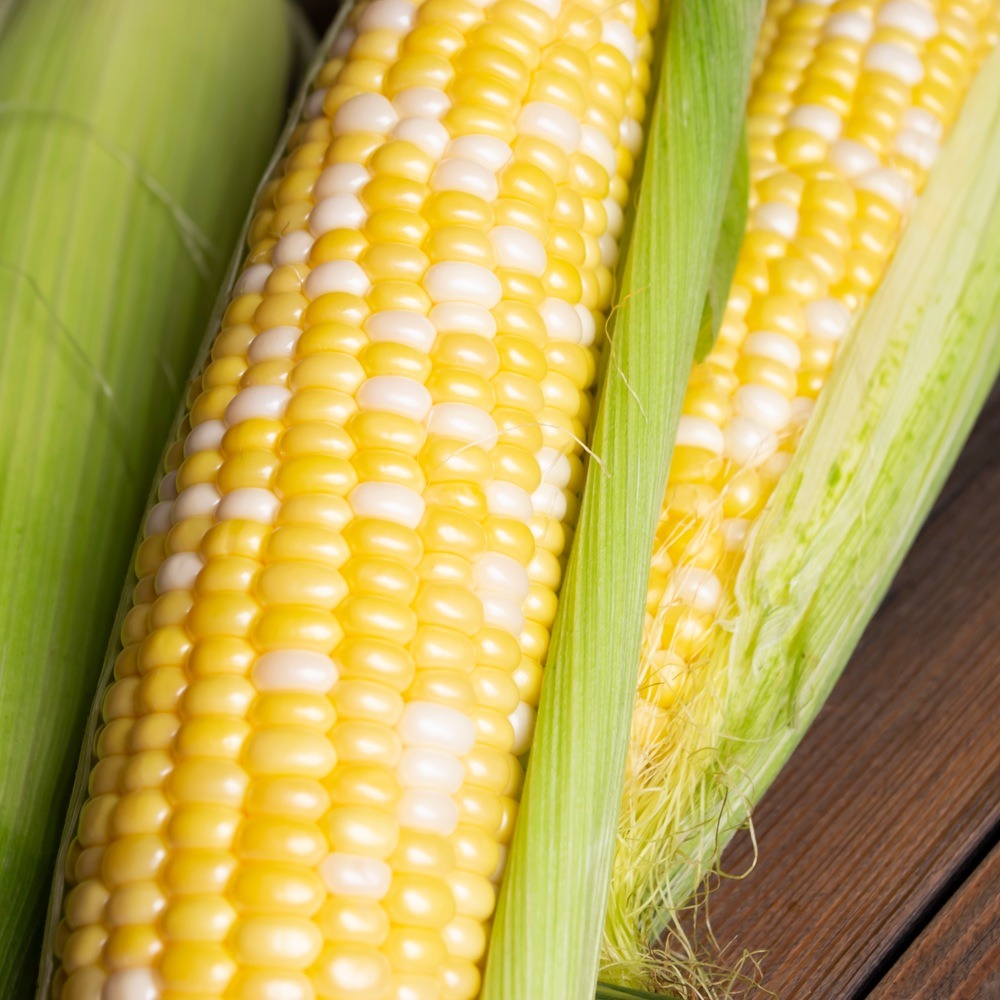 Recommended Alt Text:
Close-up photo of two ears of bicolor yellow and white sweet corn with bright green husks on a dark wooden surface, for Honey and Cream Sweet Corn Seeds.