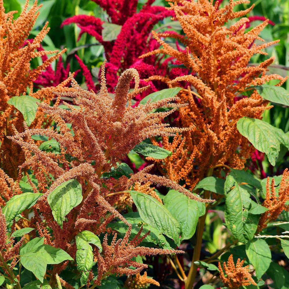 Amaranth plants in bloom, their arching plumes of tiny copper-orange flowers contrasting with deep magenta-red plumes behind, both rising above broad green leaves.