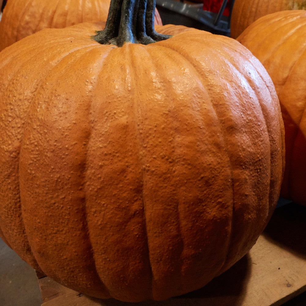 Close-up of a large, deeply ribbed Howden pumpkin with glossy orange skin and a thick, dark green stem, with additional pumpkins visible in soft focus behind it.