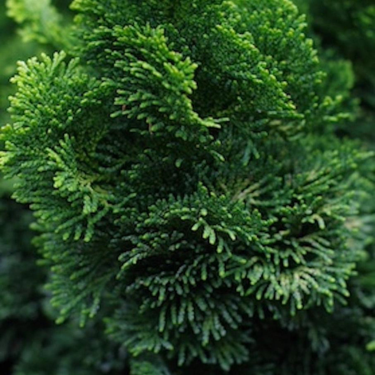 Close-up of a Dwarf Hinoki Cypress tree with dense green leaves.