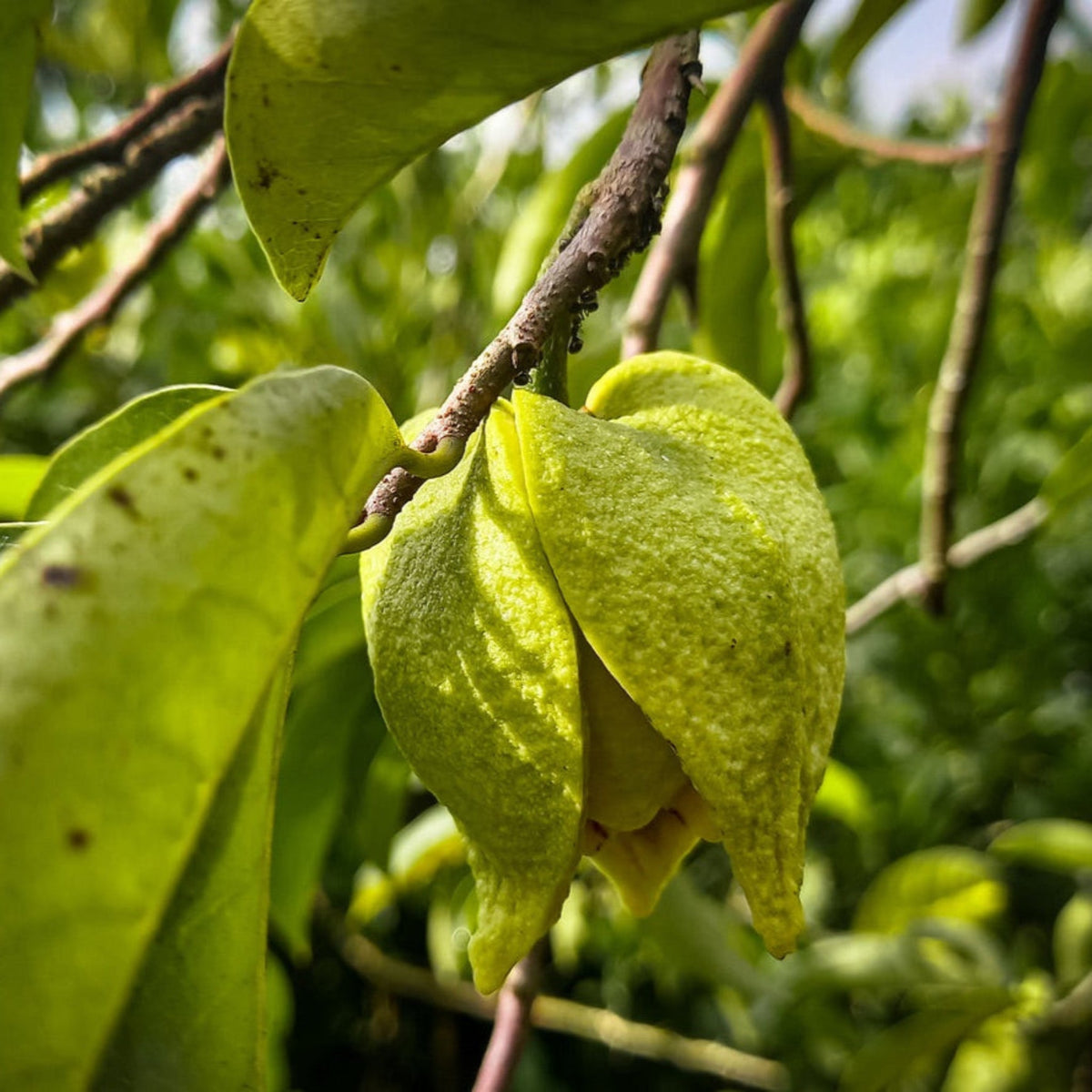Two spiky green soursop (guanabana) fruits hanging from the sturdy branches of a leafy soursop tree outdoors.