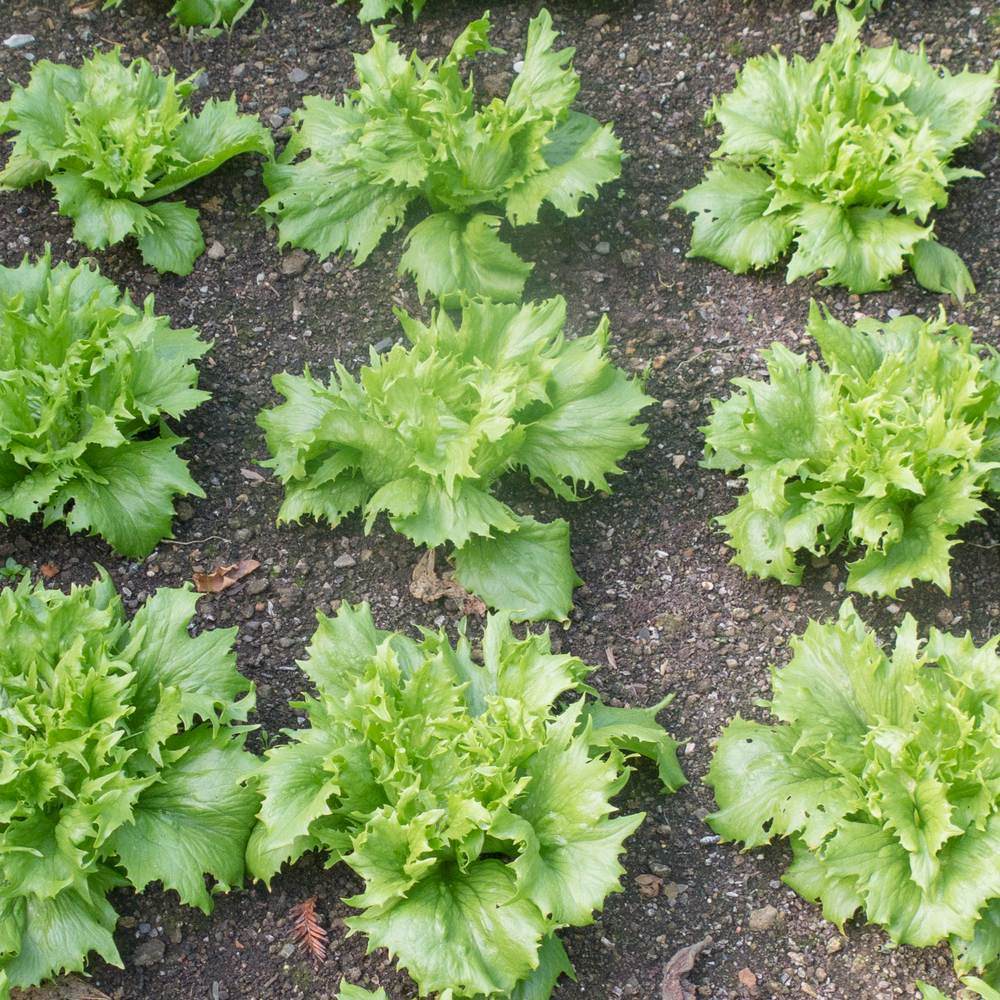 Overhead view of young Ice Queen crisphead lettuce plants with frilly, jagged-edged pale green leaves growing in evenly spaced rows in dark, stony garden soil.