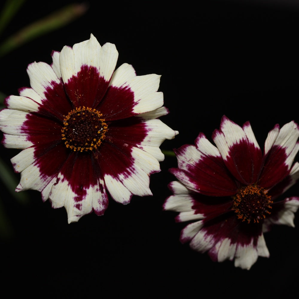 Two coreopsis blooms with white petals banded in deep maroon around a dark central disc dusted with orange pollen, photographed against a black background.