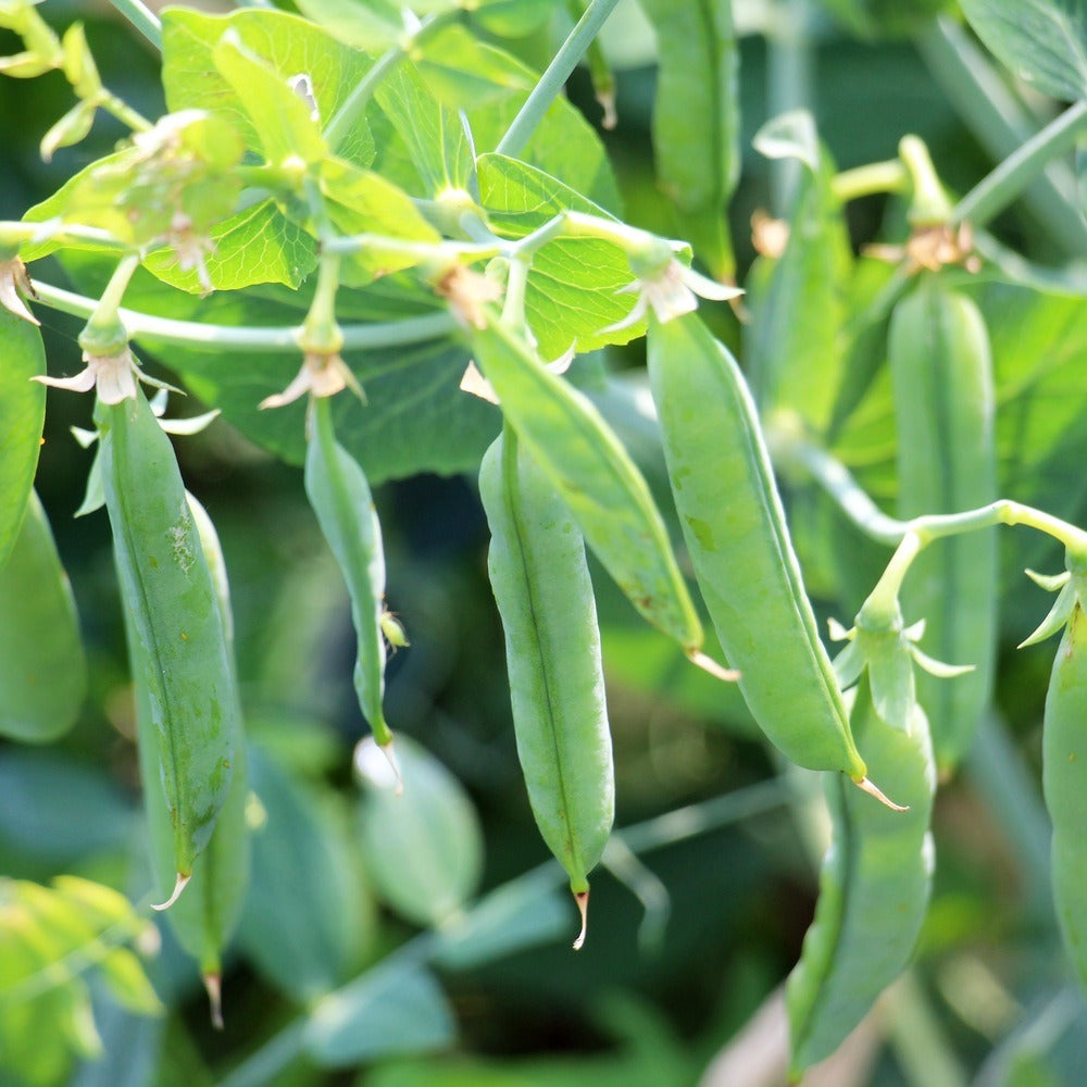 Close-up of Iona pea plants showing several plump, straight green pods with dried flower remnants at their tips, hanging among broad leaves and tendrils on the vine.