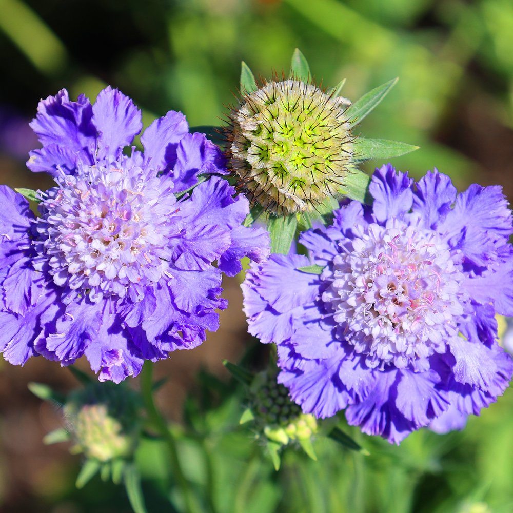 Two frilly purple-blue scabiosa pincushion flowers with pale pink-white centres bloom beside an unopened spiky green bud, surrounded by soft-focus garden foliage.