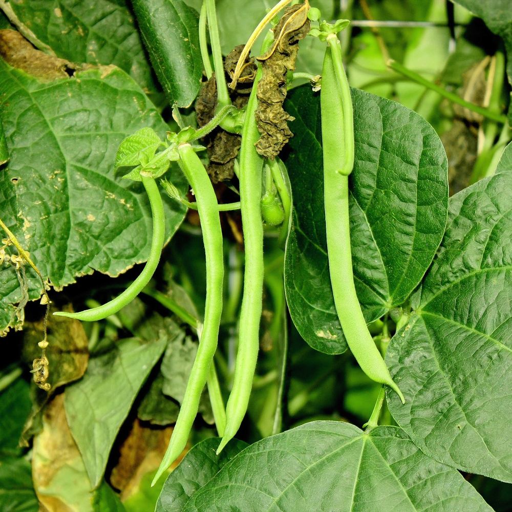 Close-up of slender green pole bean pods hanging in clusters among broad, dark green leaves, with a few withered brown pods and yellowing foliage visible nearby.
