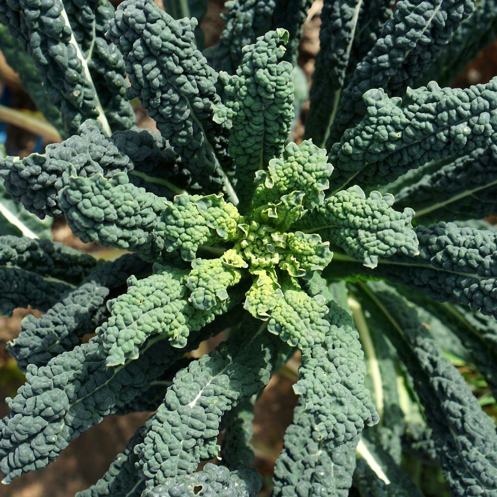 Close-up photo of dark green, heavily crinkled Lacinato Dinosaur Kale leaves growing in a garden, for Lacinato Dinosaur Kale Seeds.